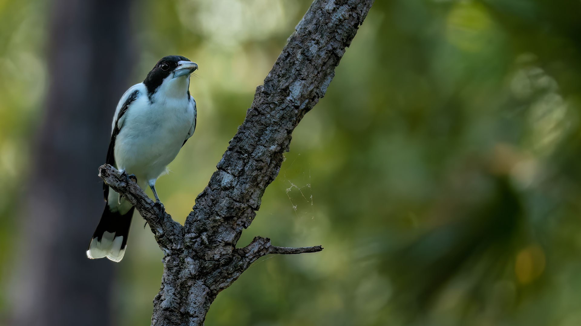 Litchfield National Park - Graurücken-Krähenwürger